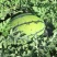 京欣西瓜8斤打底9成熟1茬