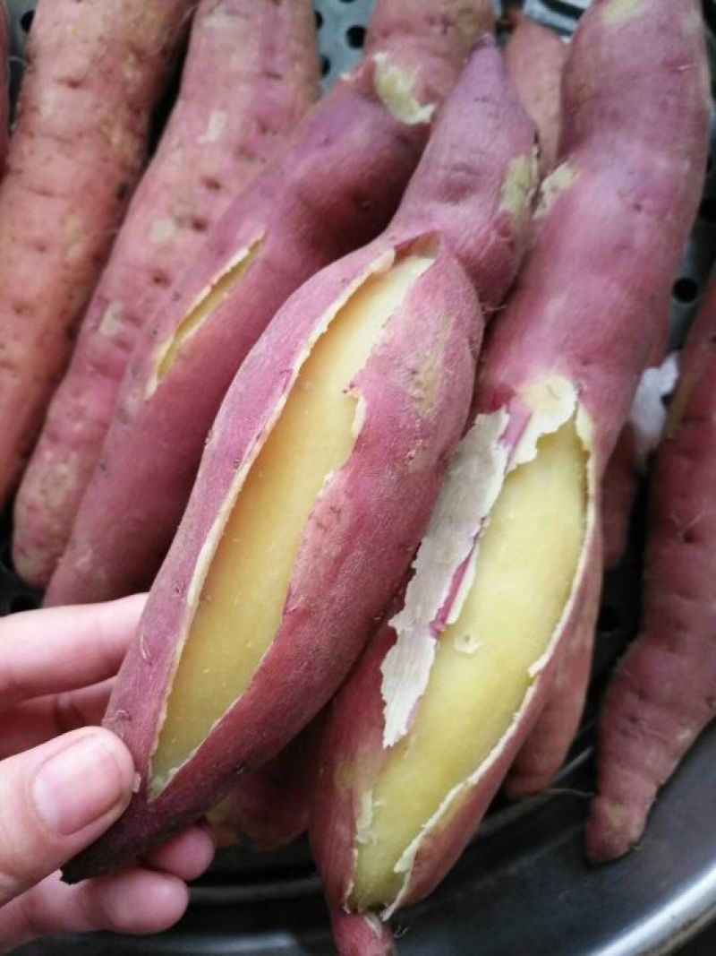 北田板栗薯