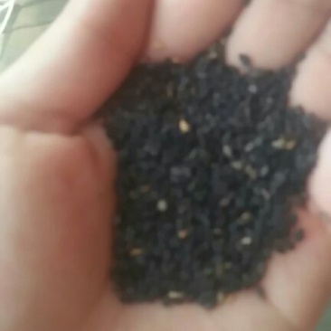 优良多种芝麻