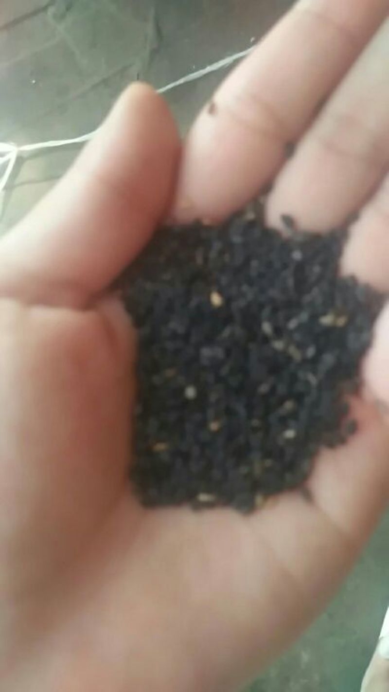优良多种芝麻