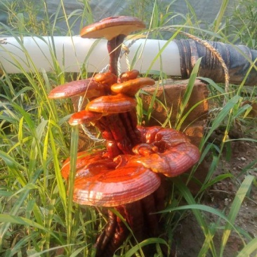冠宇农业活体嫁接灵芝盆景三层