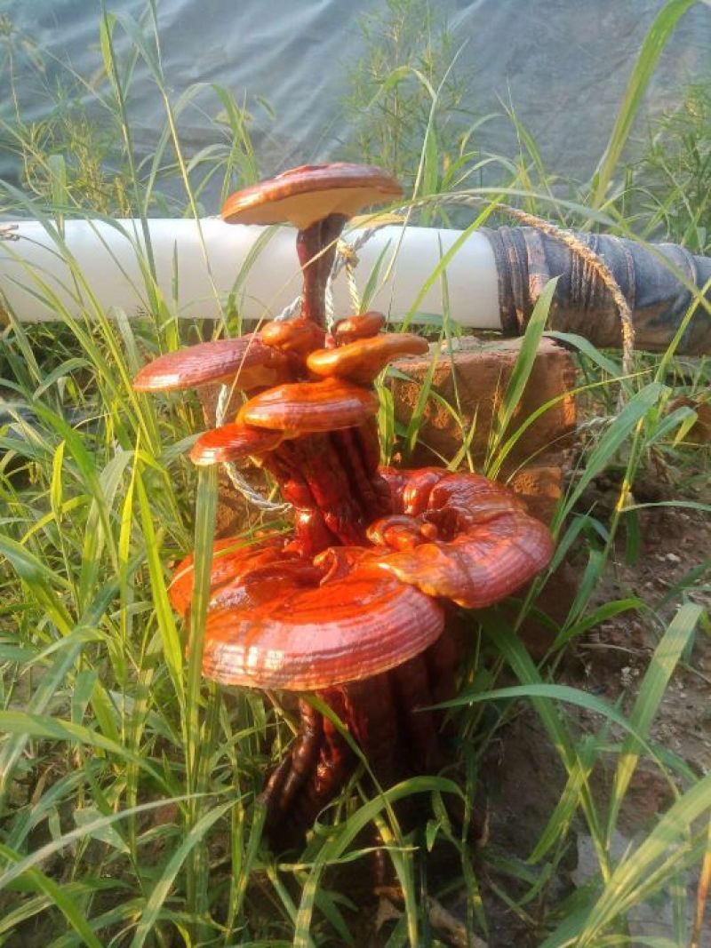 冠宇农业活体嫁接灵芝盆景三层