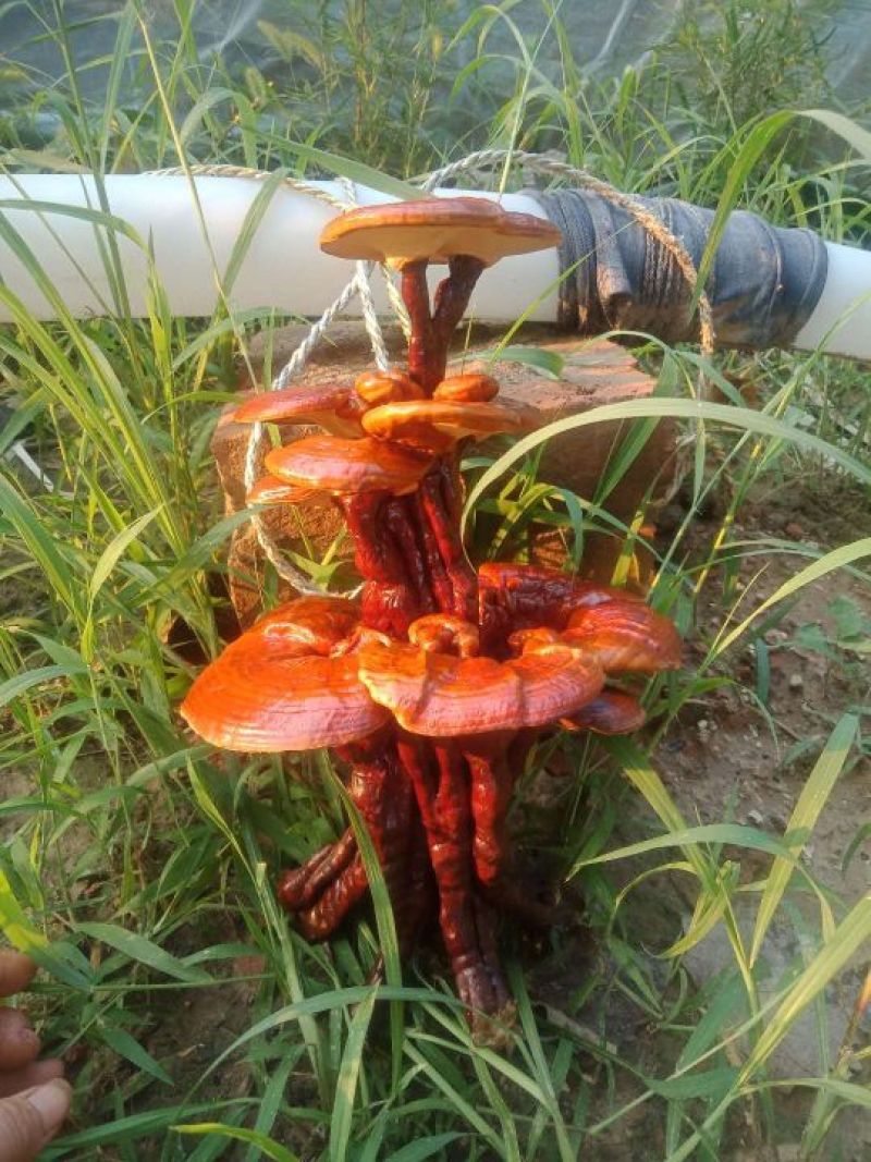 冠宇农业活体嫁接灵芝盆景三层
