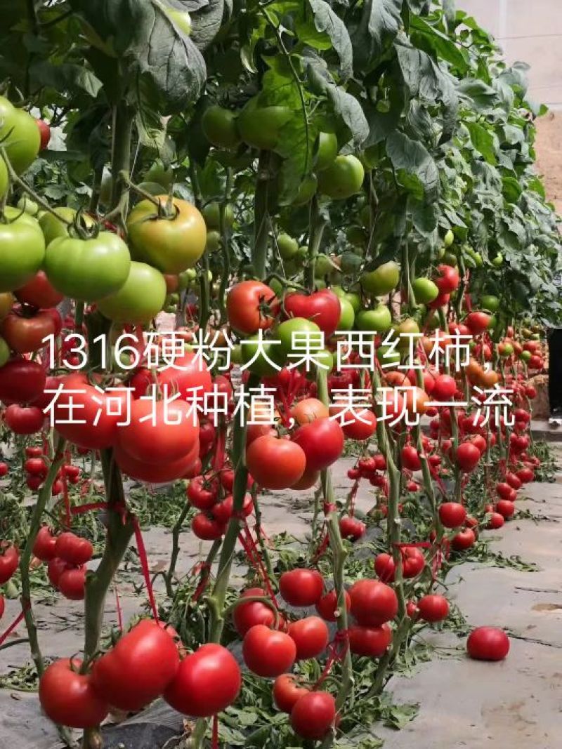 西红柿种子