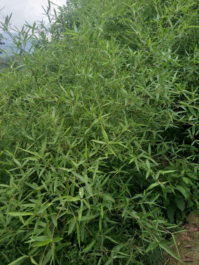 苗子