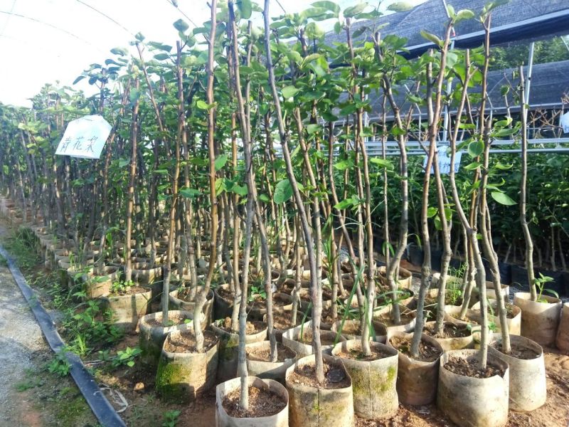 青花梨袋苗高度1米