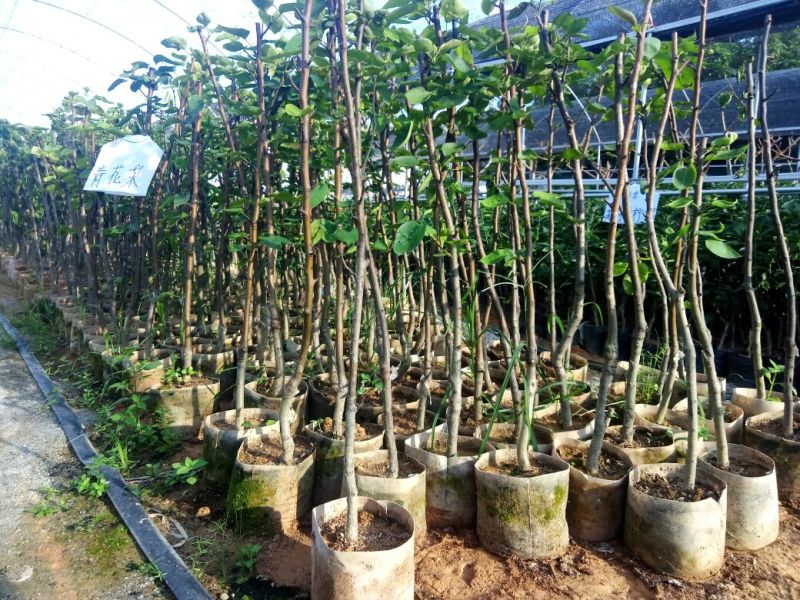 青花梨袋苗高度1米