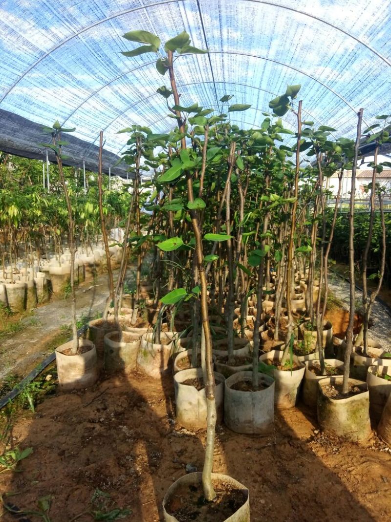青花梨袋苗高度1米