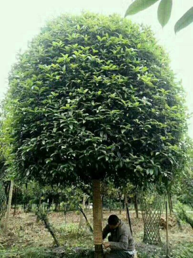 桂花树苗，品质好，成活率高，价格低，量大价格优惠。