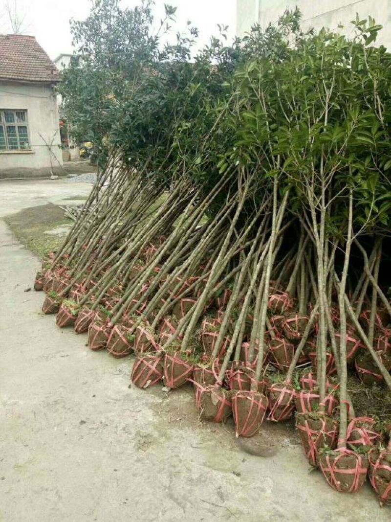 桂花树苗，品质好，成活率高，价格低，量大价格优惠。