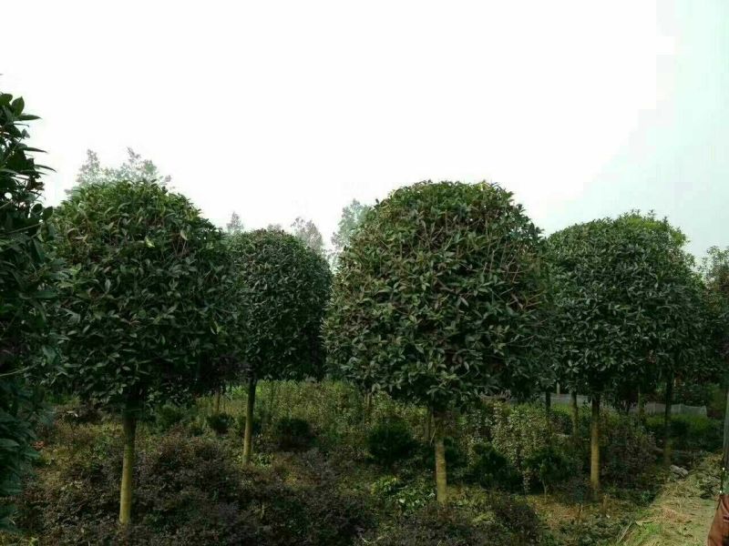 桂花树苗，品质好，成活率高，价格低，量大价格优惠。