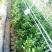 青柠檬袋苗（无籽青柠檬香水柠檬）量多价优批发福建漳州