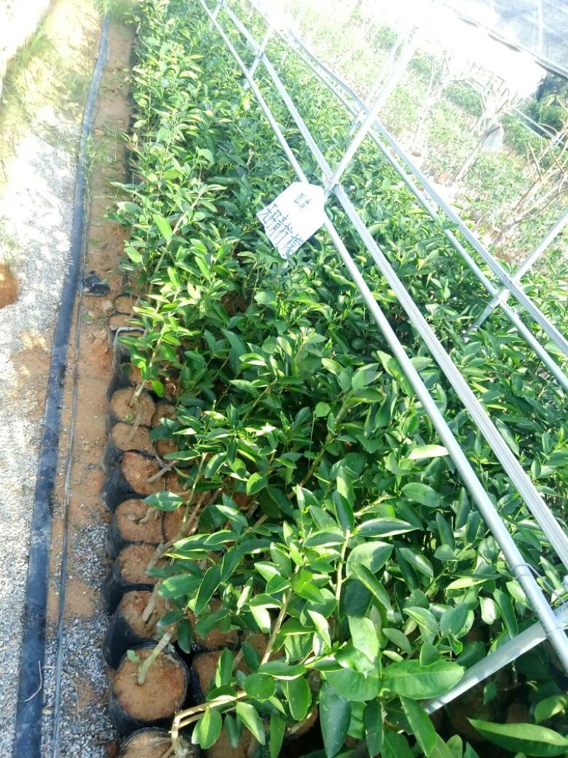 青柠檬袋苗（无籽青柠檬香水柠檬）量多价优批发福建漳州