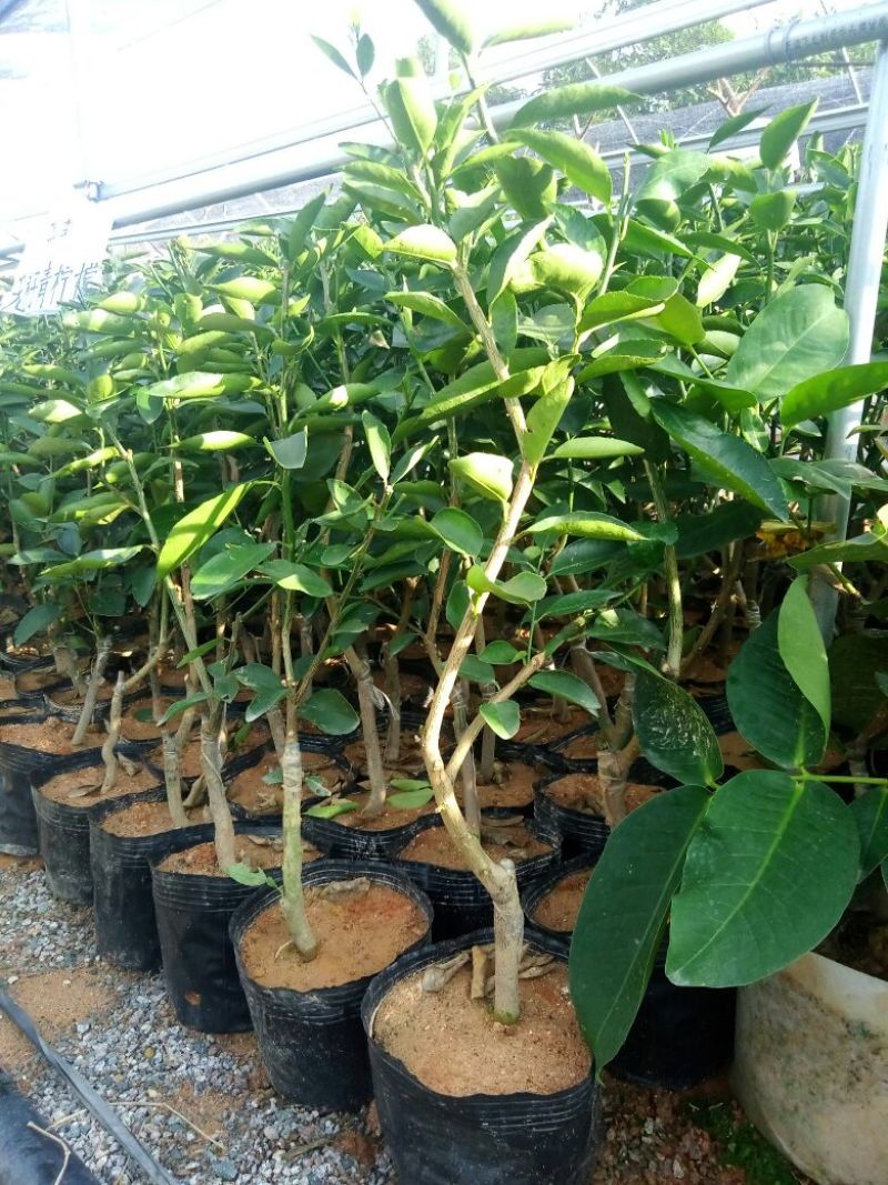 青柠檬袋苗（无籽青柠檬香水柠檬）量多价优批发福建漳州