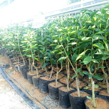 青柠檬袋苗（无籽青柠檬香水柠檬）量多价优批发福建漳州