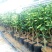 青柠檬袋苗（无籽青柠檬香水柠檬）量多价优批发福建漳州
