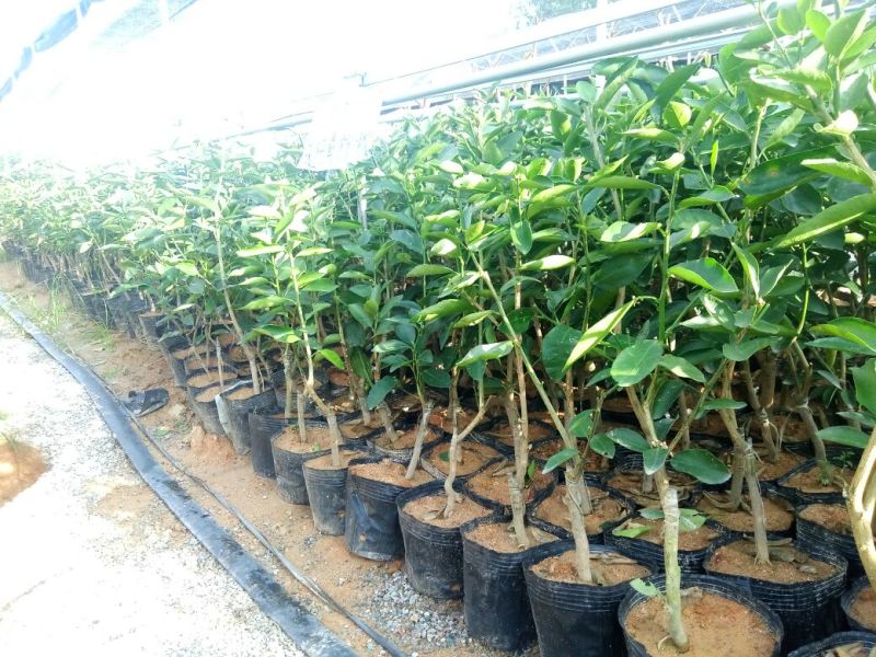 青柠檬袋苗（无籽青柠檬香水柠檬）量多价优批发福建漳州