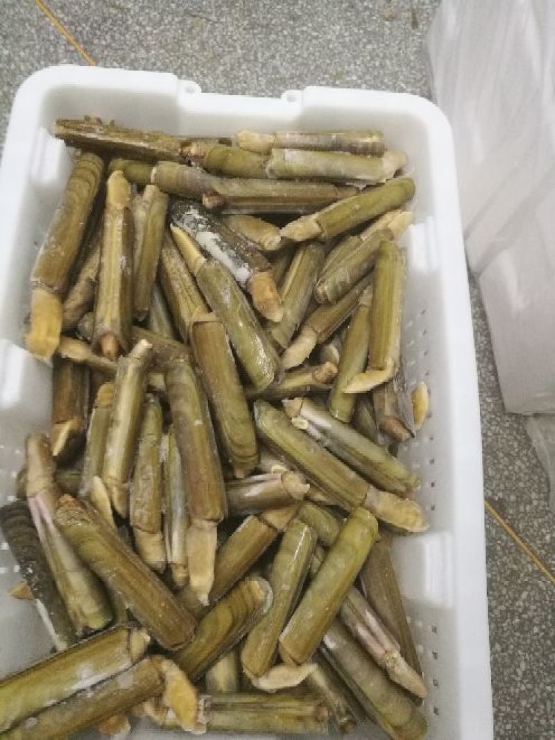 海蛏子，竹蛏子，刀把蛏子。