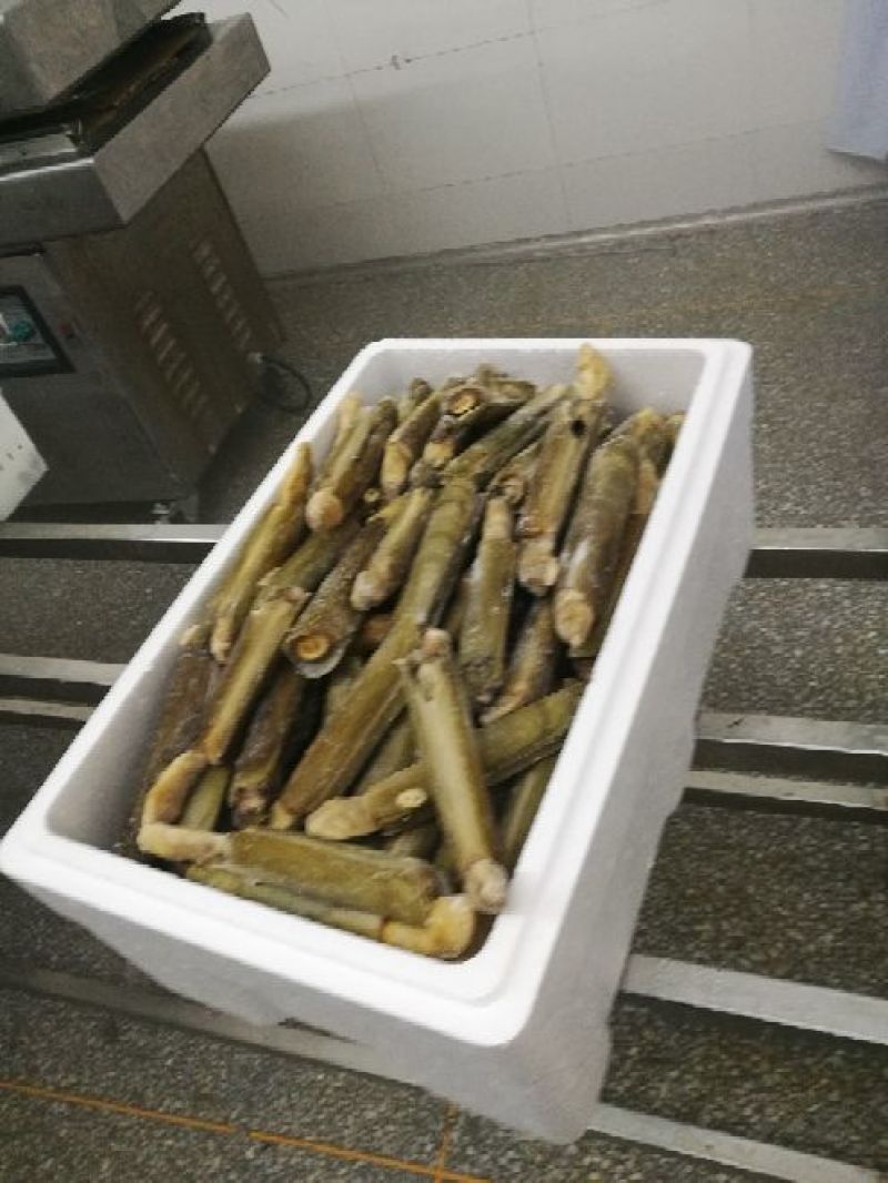 海蛏子，竹蛏子，刀把蛏子。