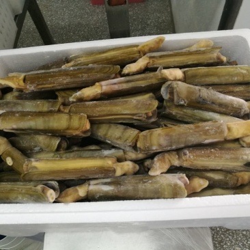 海蛏子，竹蛏子，刀把蛏子。