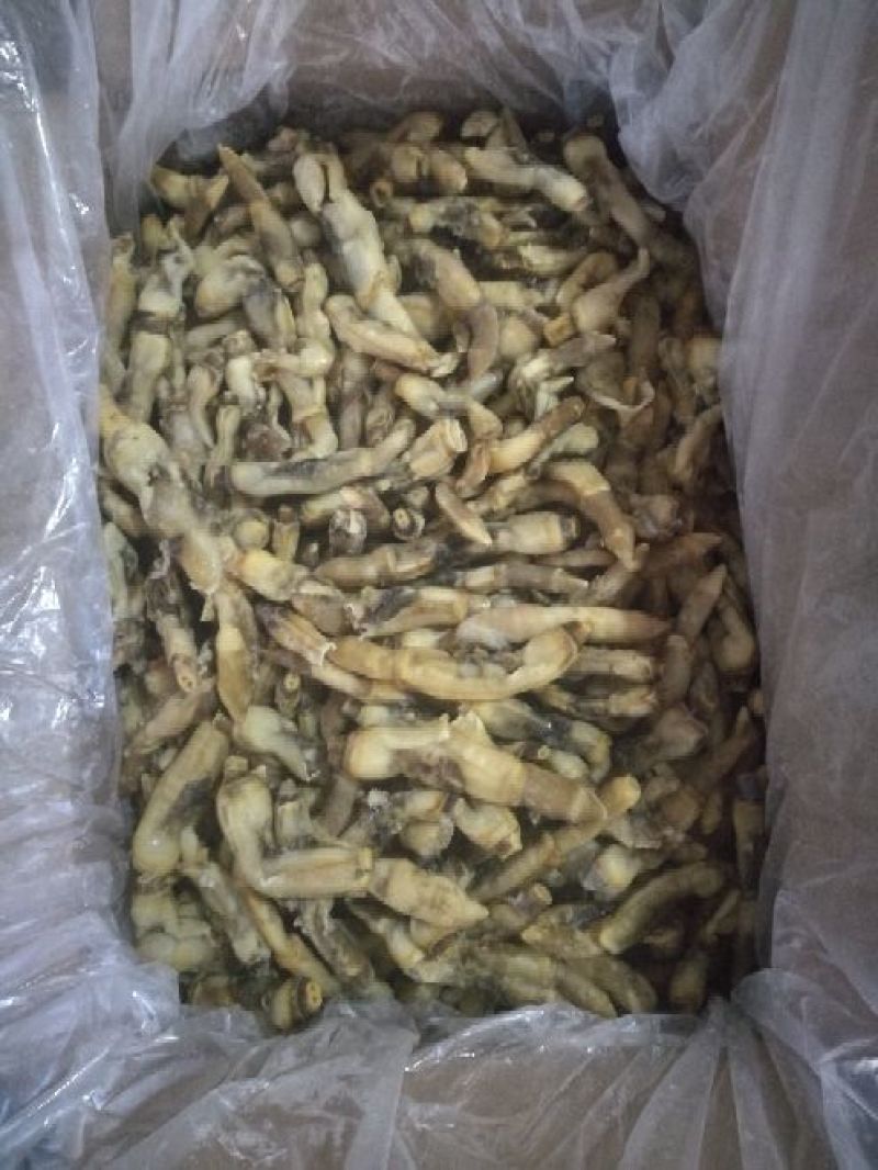 海蛏子，竹蛏子，刀把蛏子。