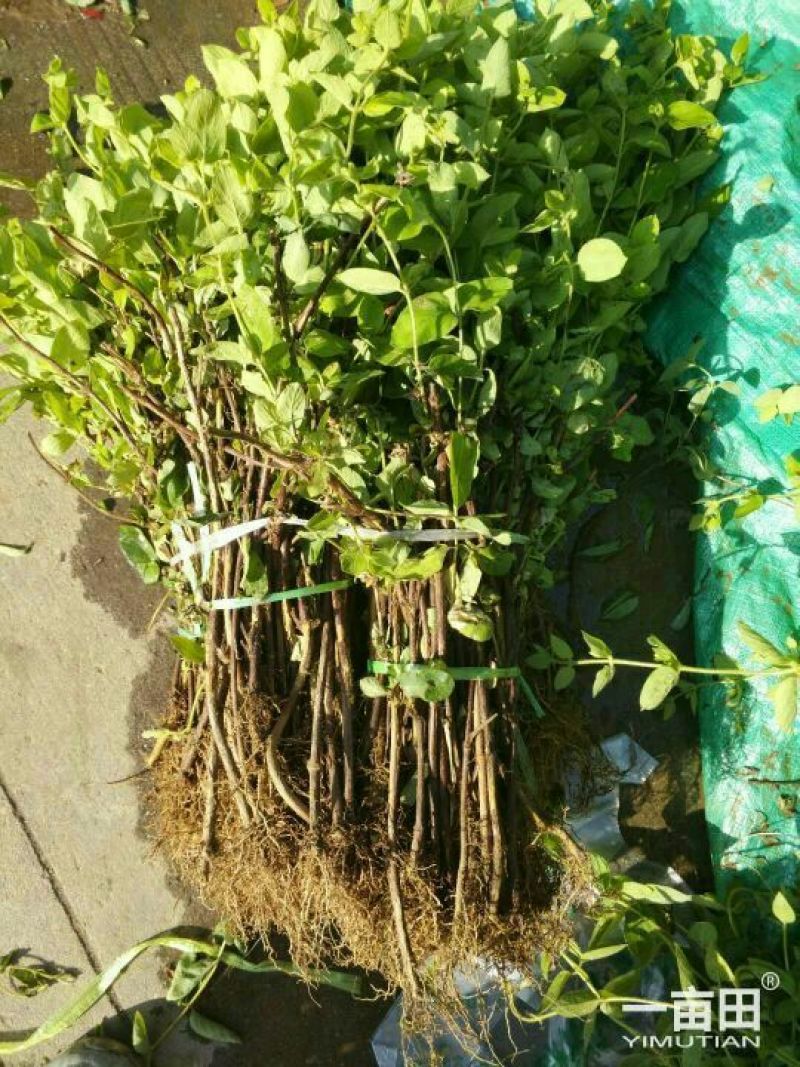 金银花苗，金银花