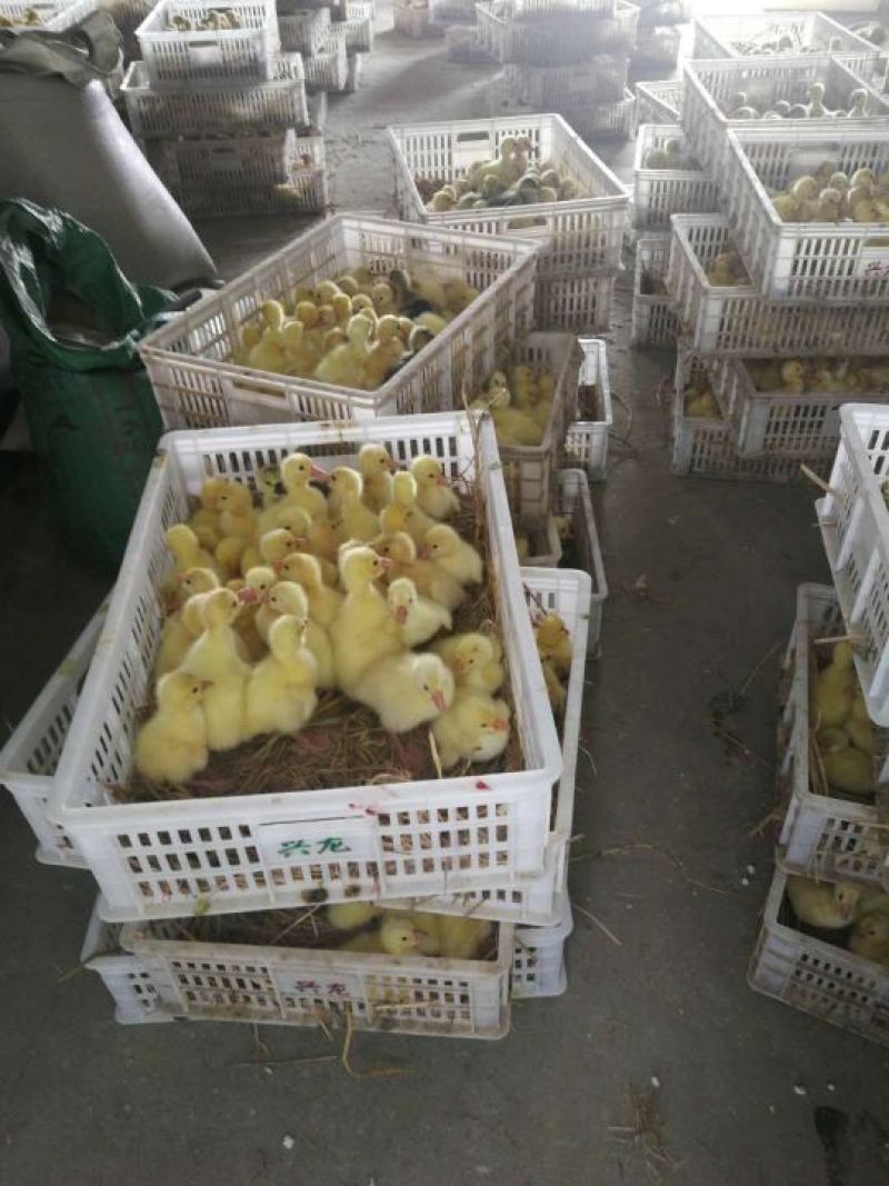 出售白鲨鹅，，狮头鹅，，三花鹅