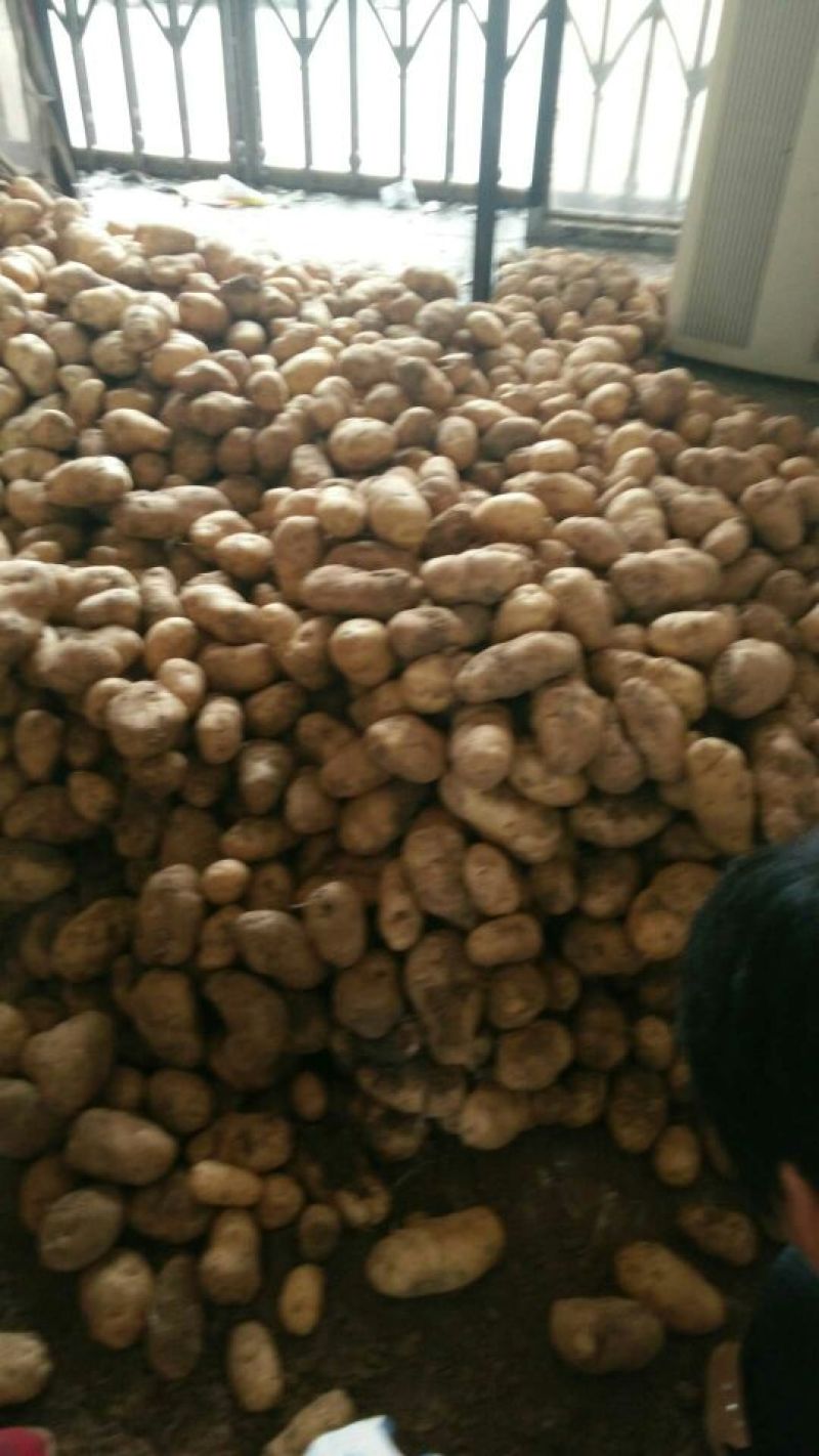 常年供应荷兰15土豆农户家里货