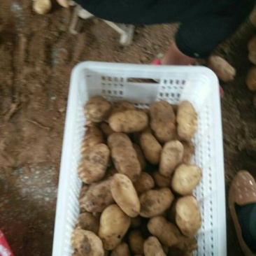 常年供应荷兰15土豆农户家里货