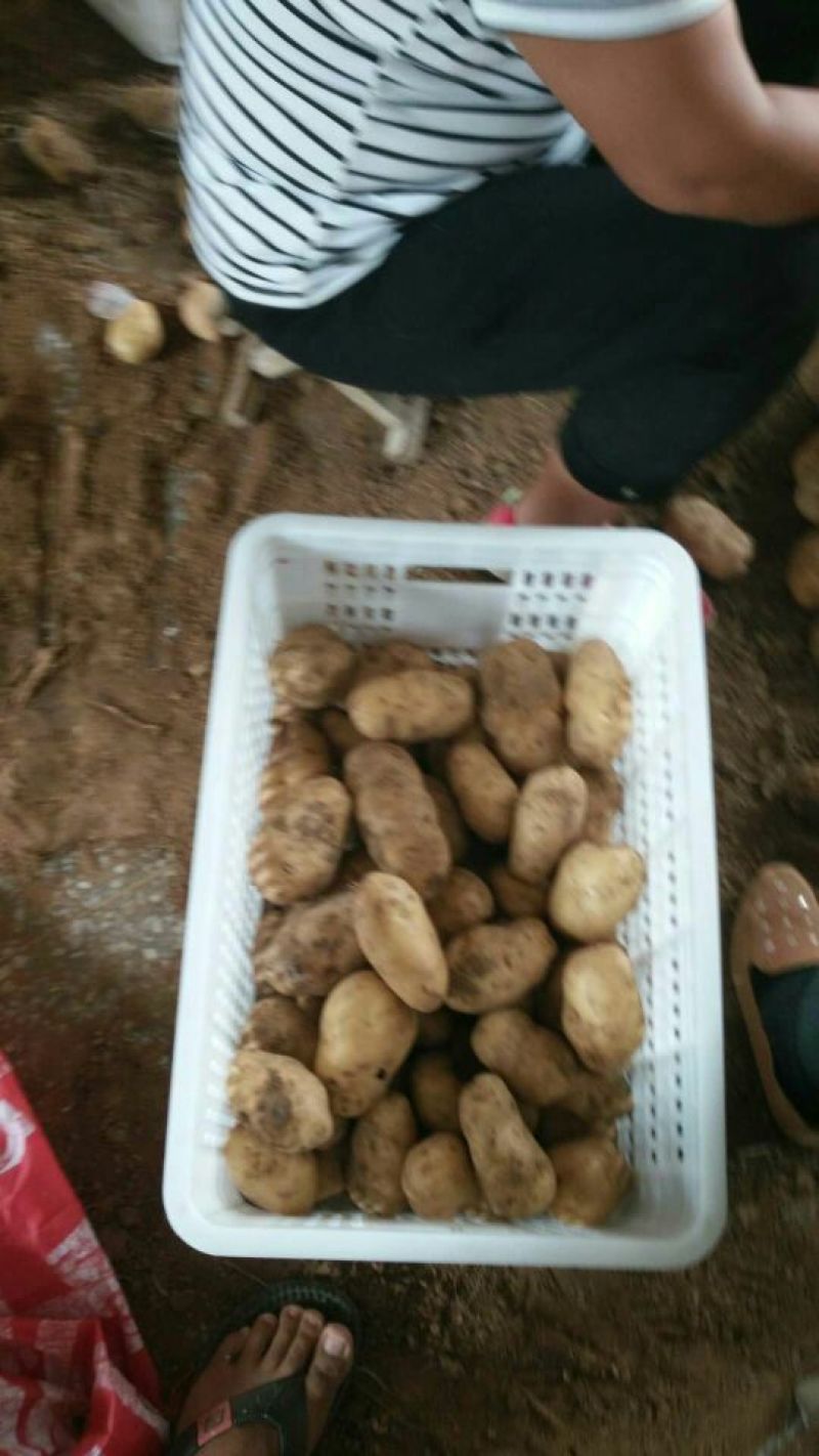常年供应荷兰15土豆农户家里货