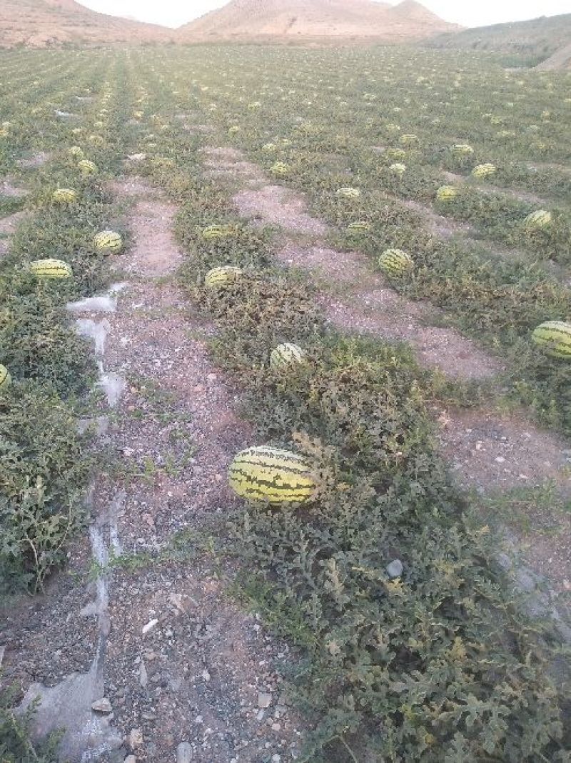 宁夏正宗硒砂瓜已上市，有需要的老板请联系我，竭诚为你服务