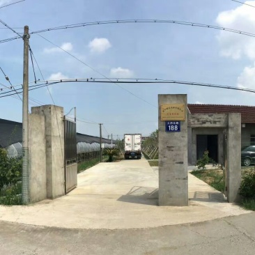 红心火龙果小果批发，浙江省嘉兴海宁市