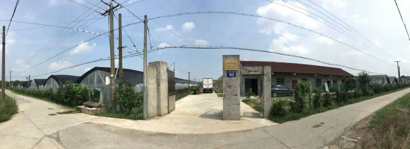 红心火龙果小果批发，浙江省嘉兴海宁市