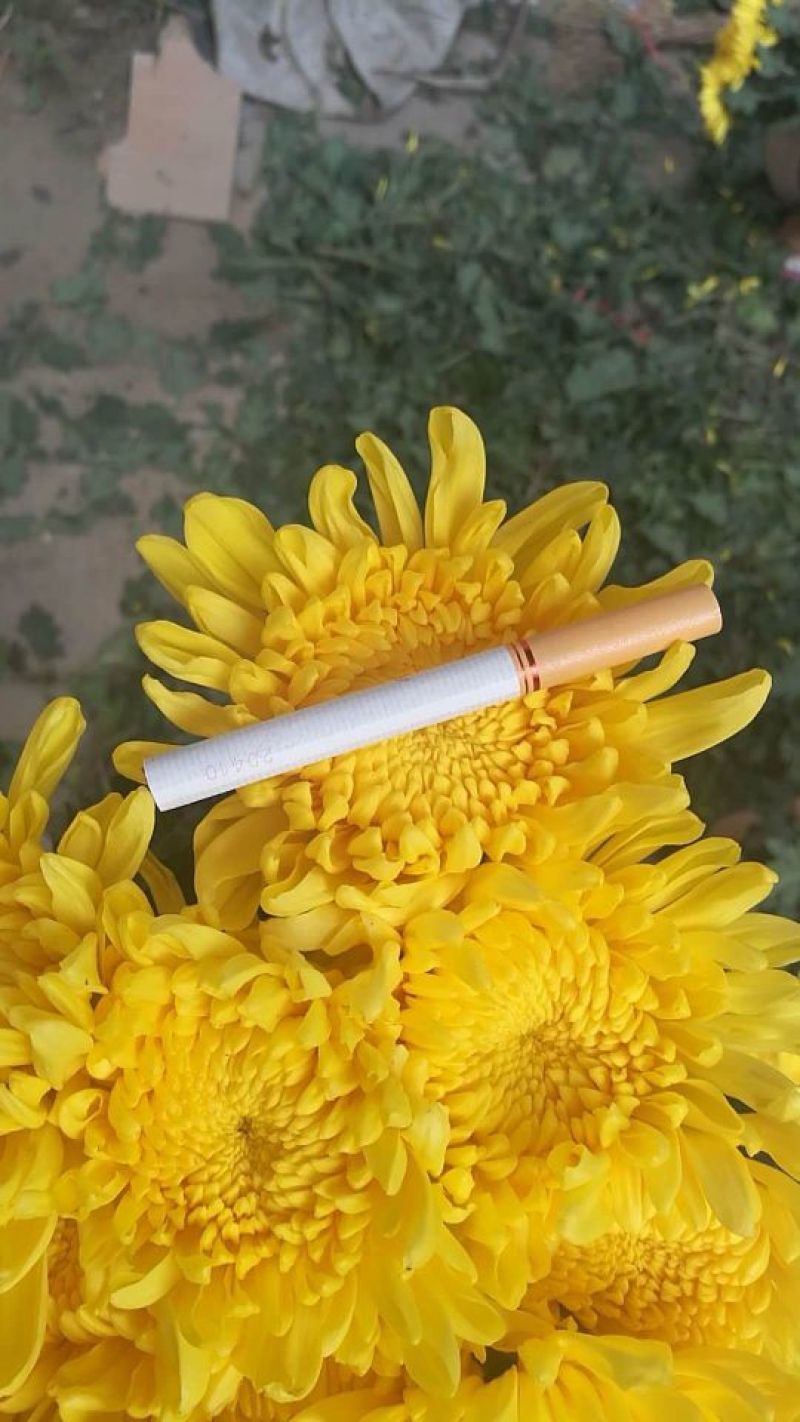 极品黄菊A货完美级
