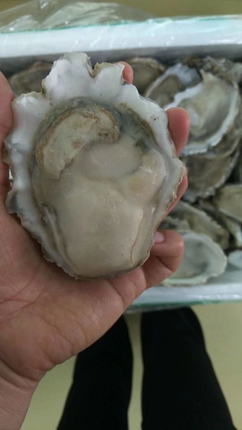 生蚝，海蛎子半壳，规格全厂家直销