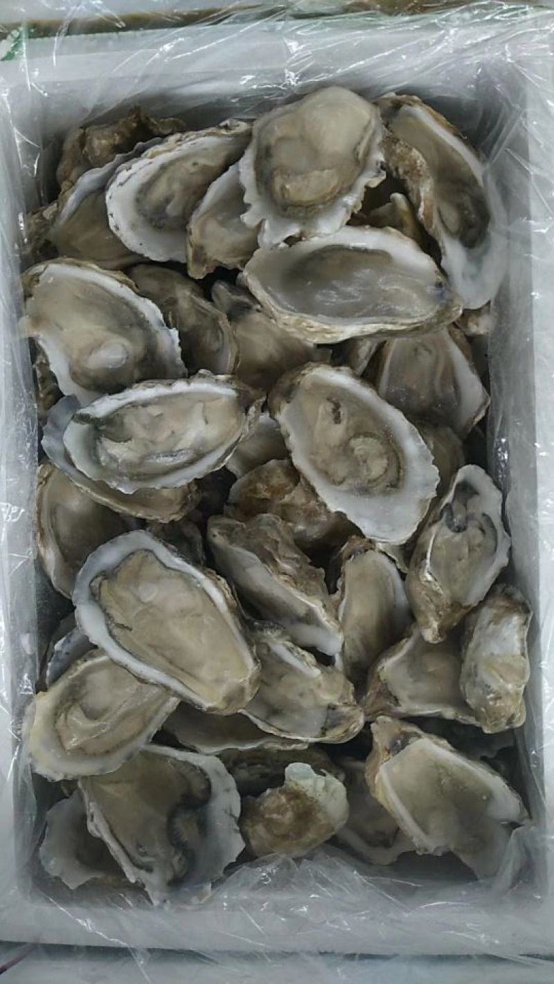 生蚝，海蛎子半壳，规格全厂家直销