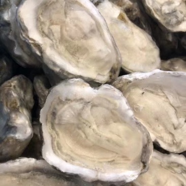 生蚝,海蛎子半壳,规格全厂家直销