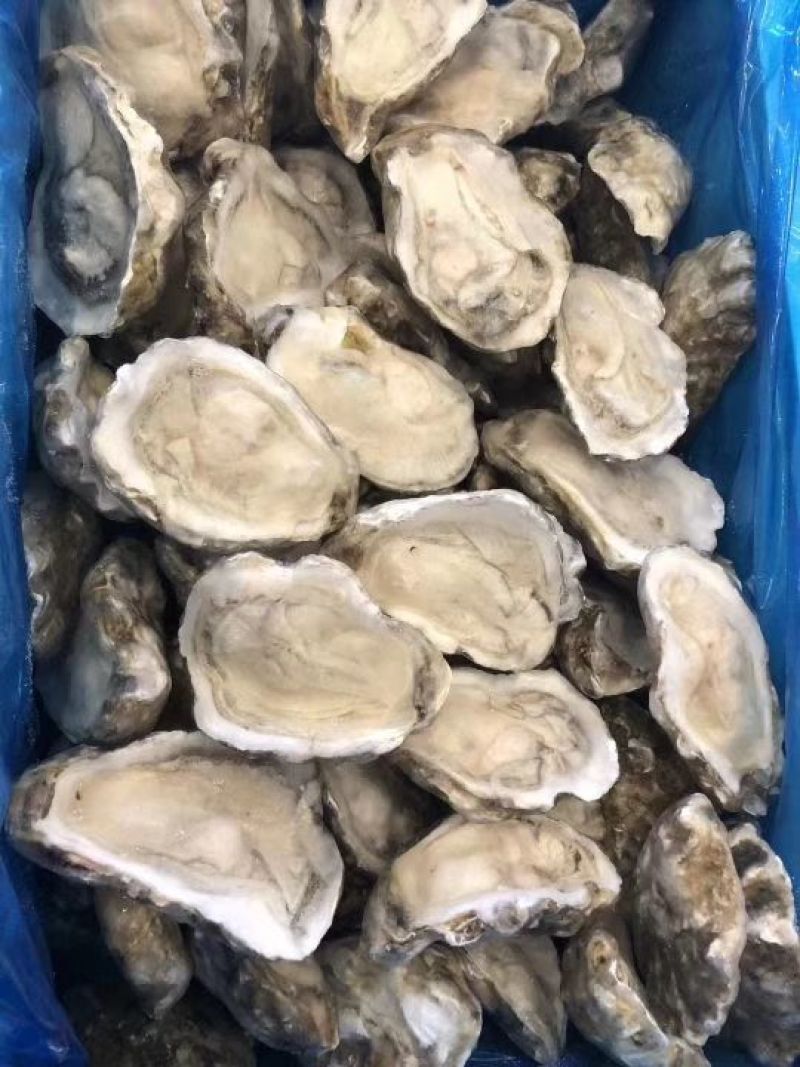 生蚝，海蛎子半壳，规格全厂家直销