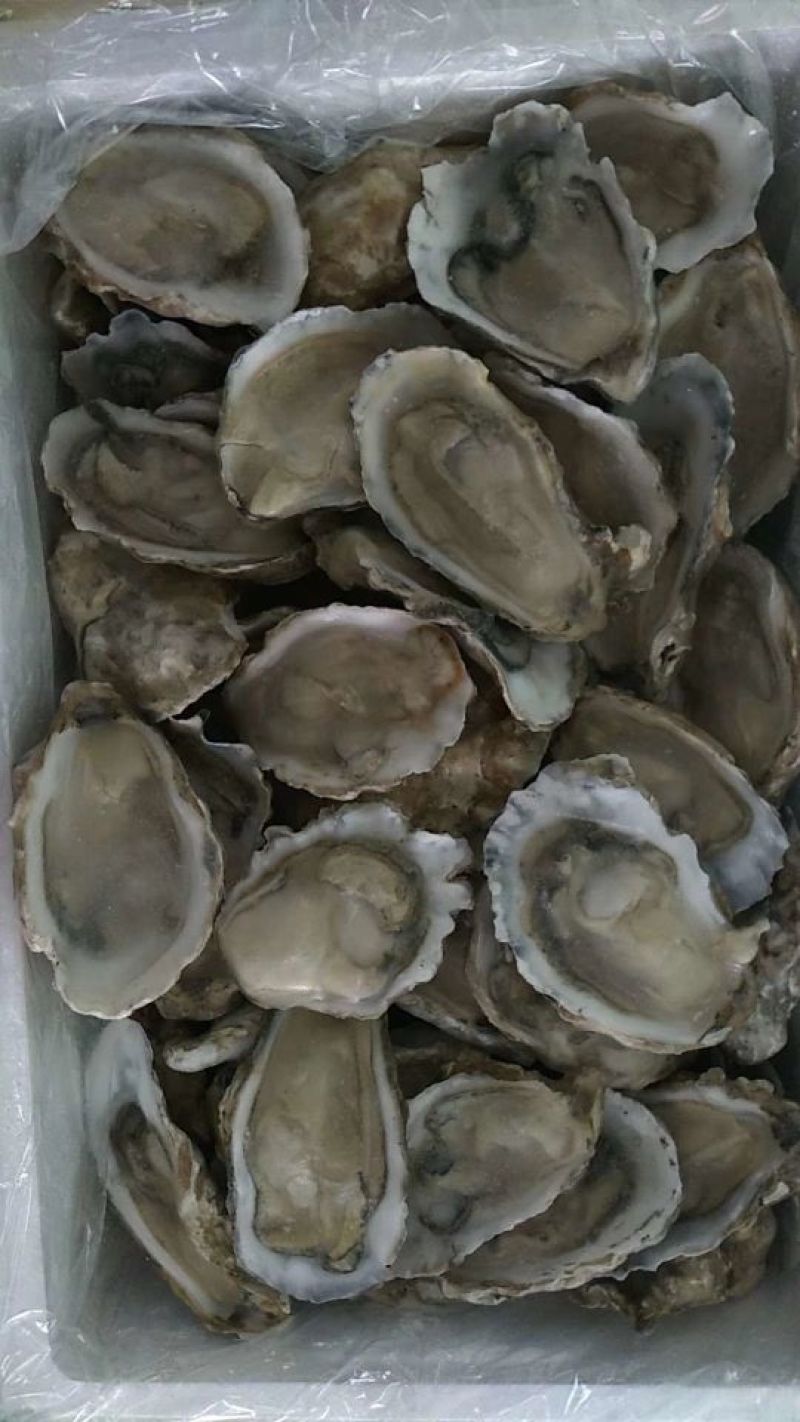 生蚝，海蛎子半壳，规格全厂家直销