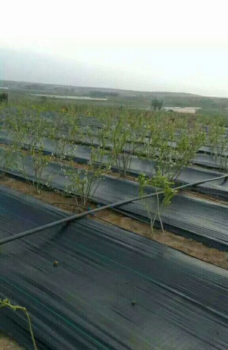 铺上就不长草，pe聚乙烯再生料除草布，厉