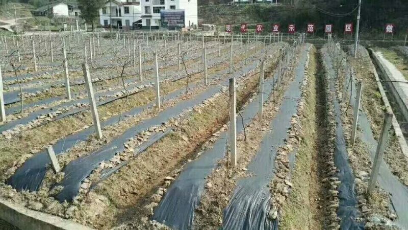 铺上就不长草，pe聚乙烯再生料除草布，厉