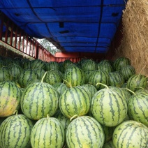 太康玉麒麟西瓜大量上市