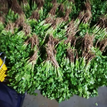 大叶香菜