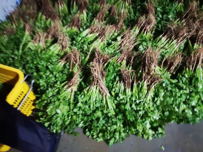 大叶香菜