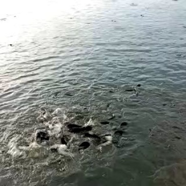 革胡子鲶鱼