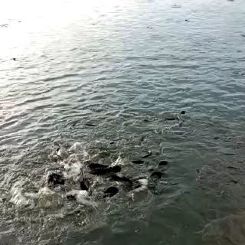 革胡子鲶鱼
