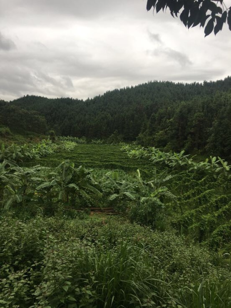 百香果