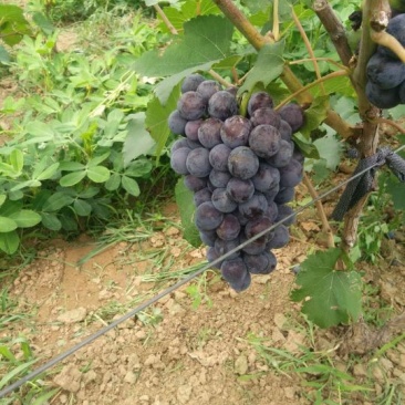 夏黑葡萄