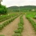 农村自家农田种植的草皮