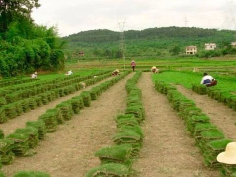 农村自家农田种植的草皮